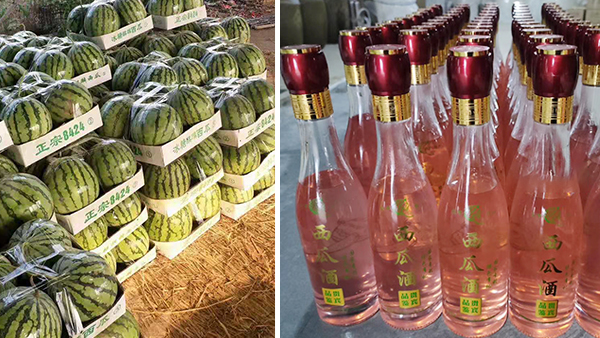 常大哥用不銹鋼釀酒設備做西瓜酒，“花樣”賺錢