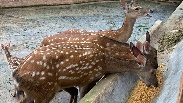 引進(jìn)生物顆粒釀酒設(shè)備，打造新時代下的親子莊園