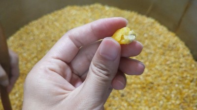 很多人用烤酒設(shè)備做固態(tài)酒時用這種水泡糧，怪不得不出酒！