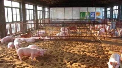 釀白酒設(shè)備釀酒為主，養(yǎng)豬為輔，僅一年時(shí)間，收入百萬(wàn)