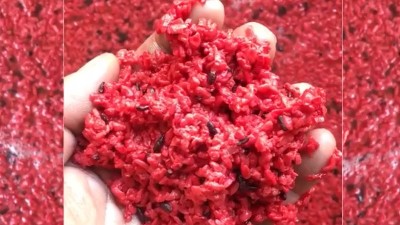 用小型蒸酒設(shè)備釀造純手工紅曲酒，紅火迎新年！