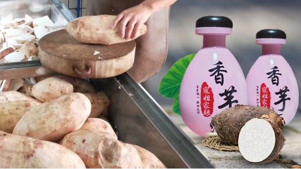 芋頭能不能釀酒？芋頭釀酒設(shè)備技術(shù)